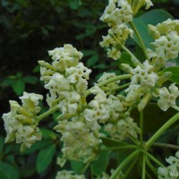 Alstonia scholaris (L.) R.Br.